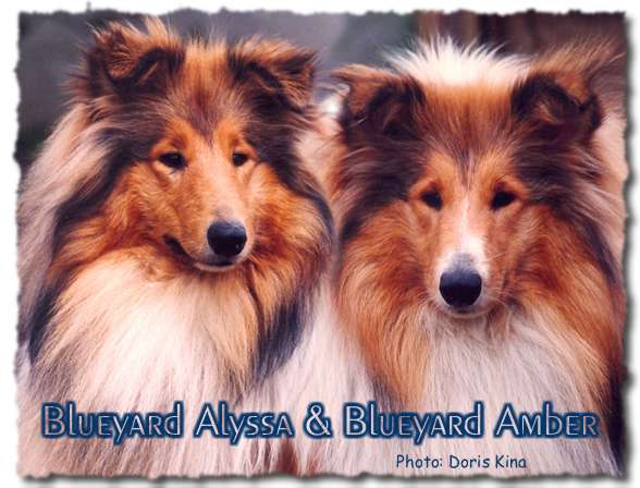 Blueyard Alyssa & Blueyard Amber, 38K